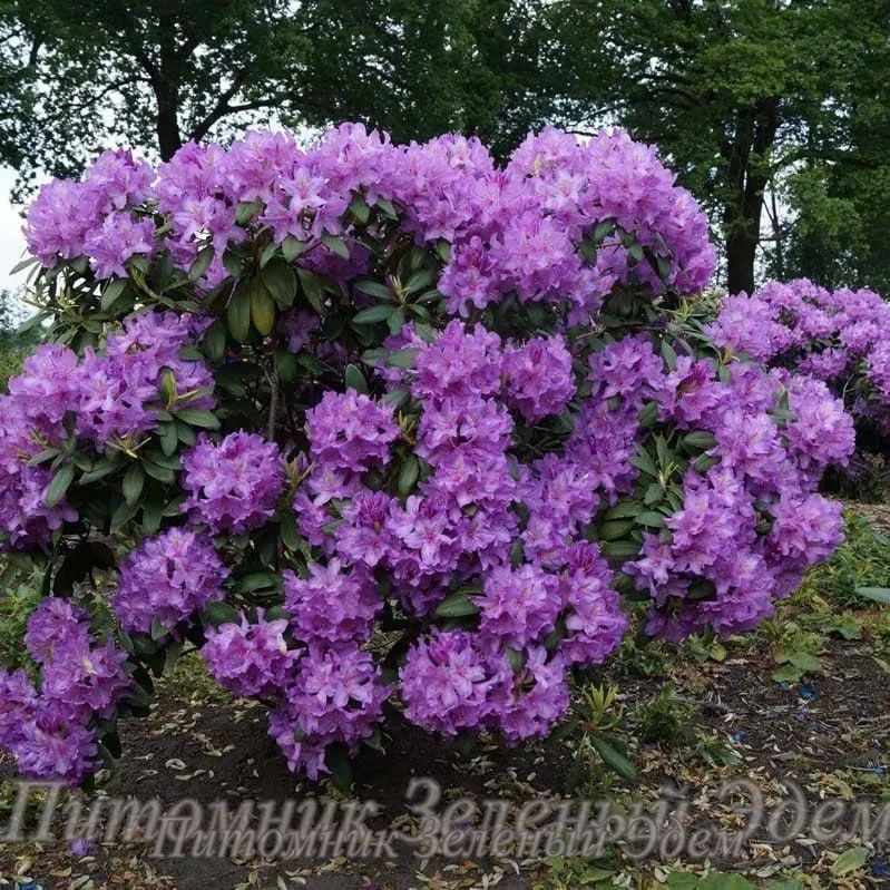Рододендрон Catewbince Grandiflorum, С3 (3л)