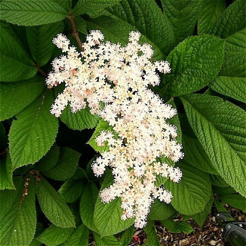 Роджерсия. Роджерсия конскокаштанолистная. Роджерсия aesculifolia. Роджерсия конскокаштанолистная (Rodgersia aesculifolia). Роджерсия перистая White.