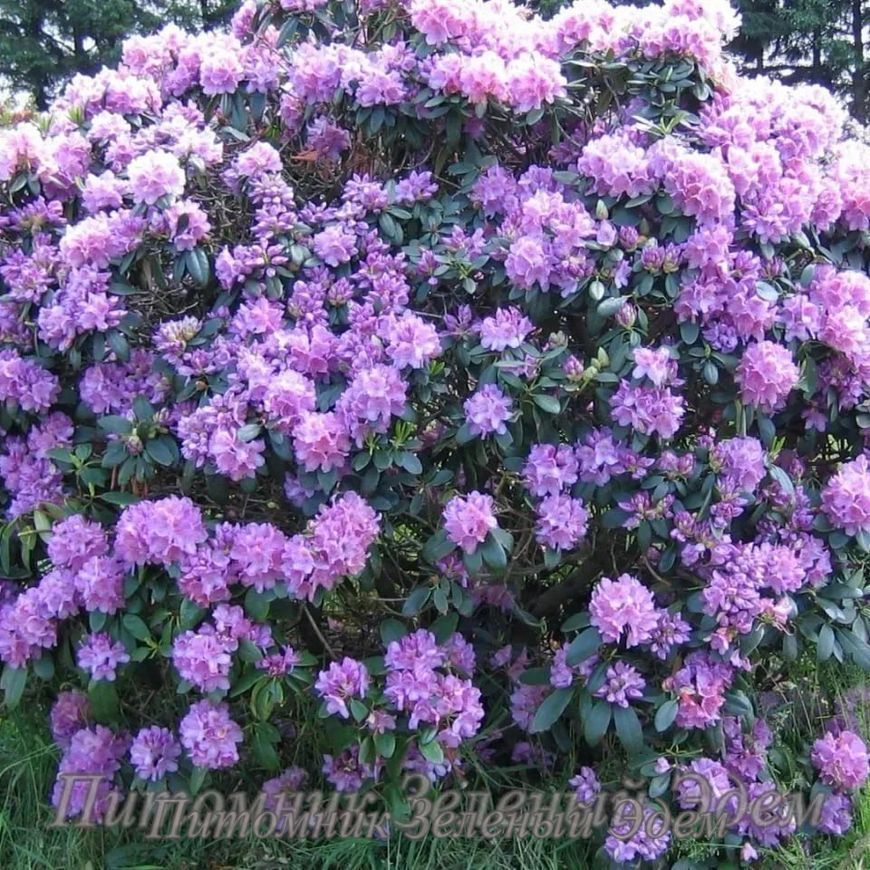 Рододендрон Catewbince Grandiflorum, С3 (3л)