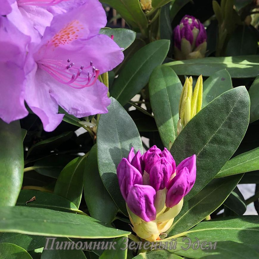 Рододендрон Catewbince Grandiflorum, С3 (3л)