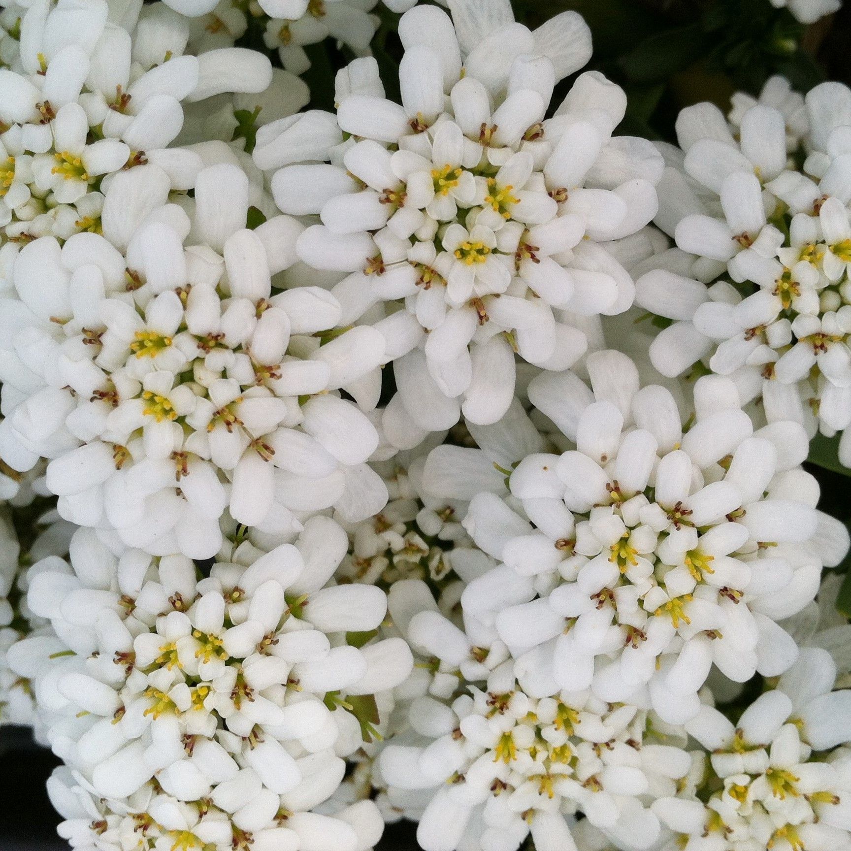 Iberis sempervirens 'Snowflake'