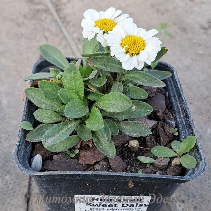 купить Нивяник Sweet Daisy Shelly