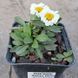 купить Нивяник Sweet Daisy Shelly