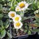 купить Нивяник Sweet Daisy Shelly