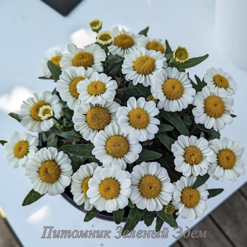 купить Нивяник Sweet Daisy Shelly