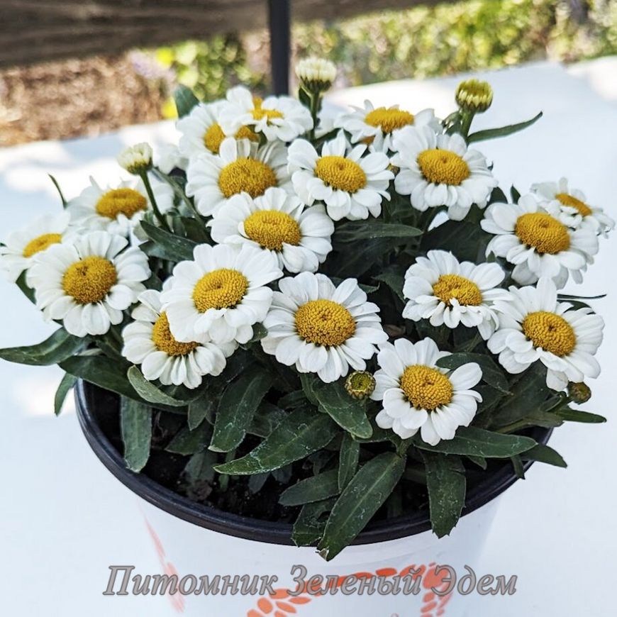 купити Нив'яник Sweet Daisy Shelly