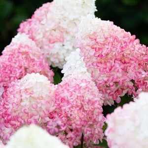 купити Гортензія волотиста Strawberry Blossom 3-х річна