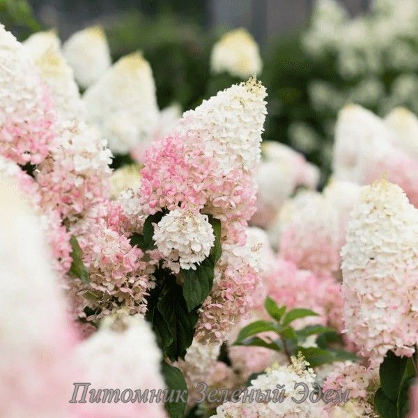 купити Гортензія волотиста Strawberry Blossom 3-х річна