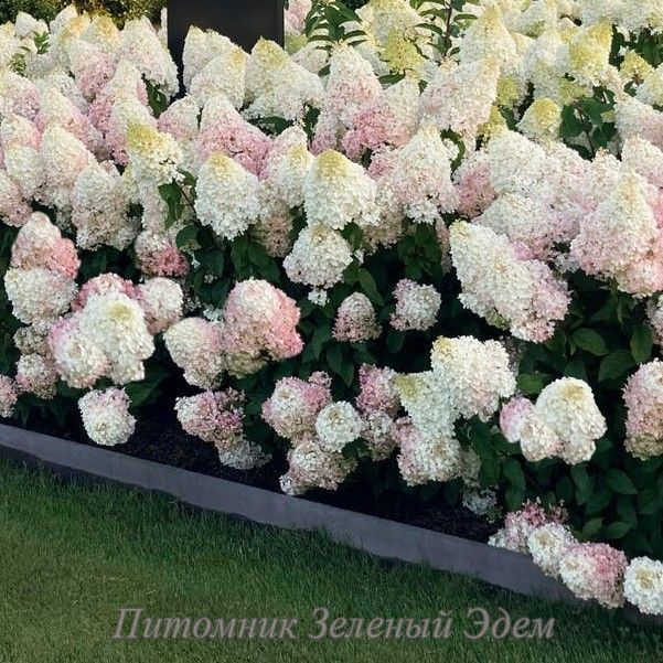 купити Гортензія волотиста Strawberry Blossom 3-х річна