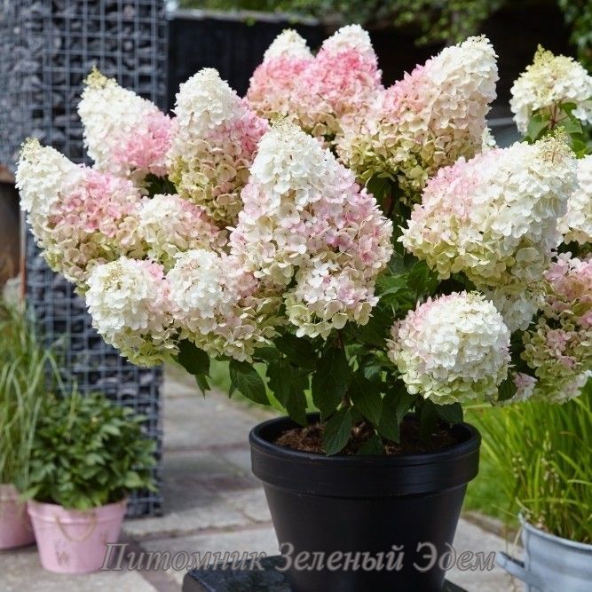 купити Гортензія волотиста Strawberry Blossom 3-х річна