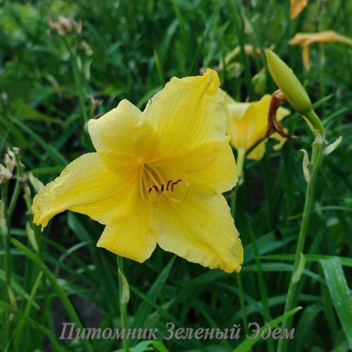 купить Лилейник Yellow