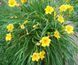 купить Лилейник Yellow