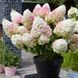 купити Гортензія волотиста Strawberry Blossom 3-х річна