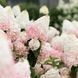 купити Гортензія волотиста Strawberry Blossom 3-х річна