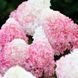 купити Гортензія волотиста Strawberry Blossom 3-х річна