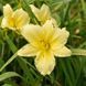 купить Лилейник Yellow