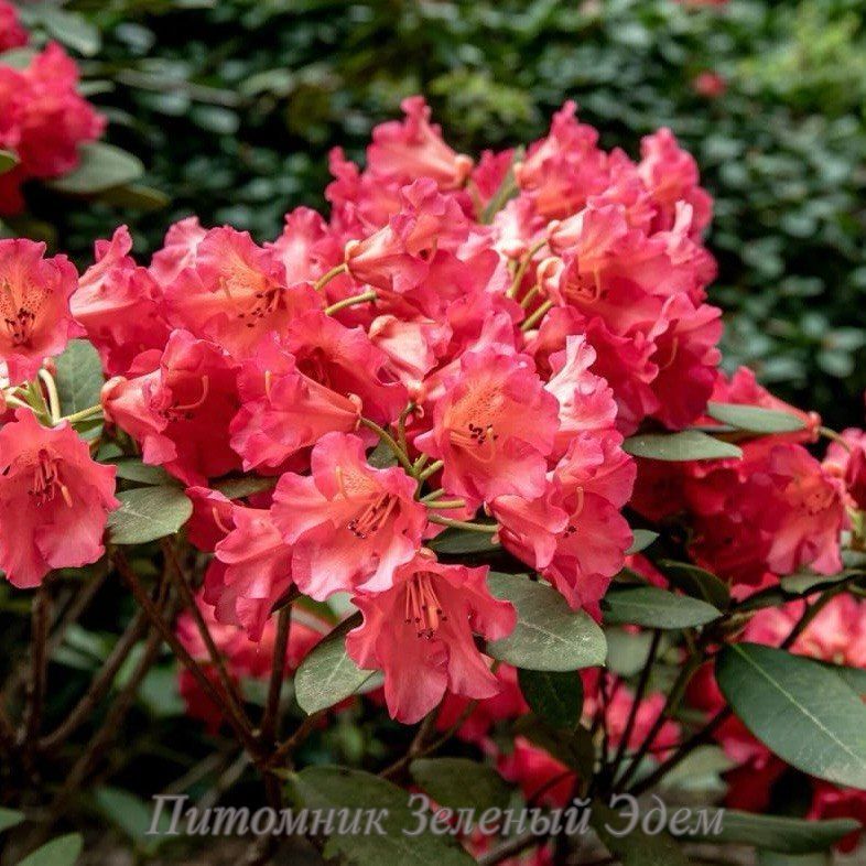 Рододендрон Abendsone, С2 (2л)
