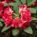 Рододендрон Abendsone, С2 (2л)