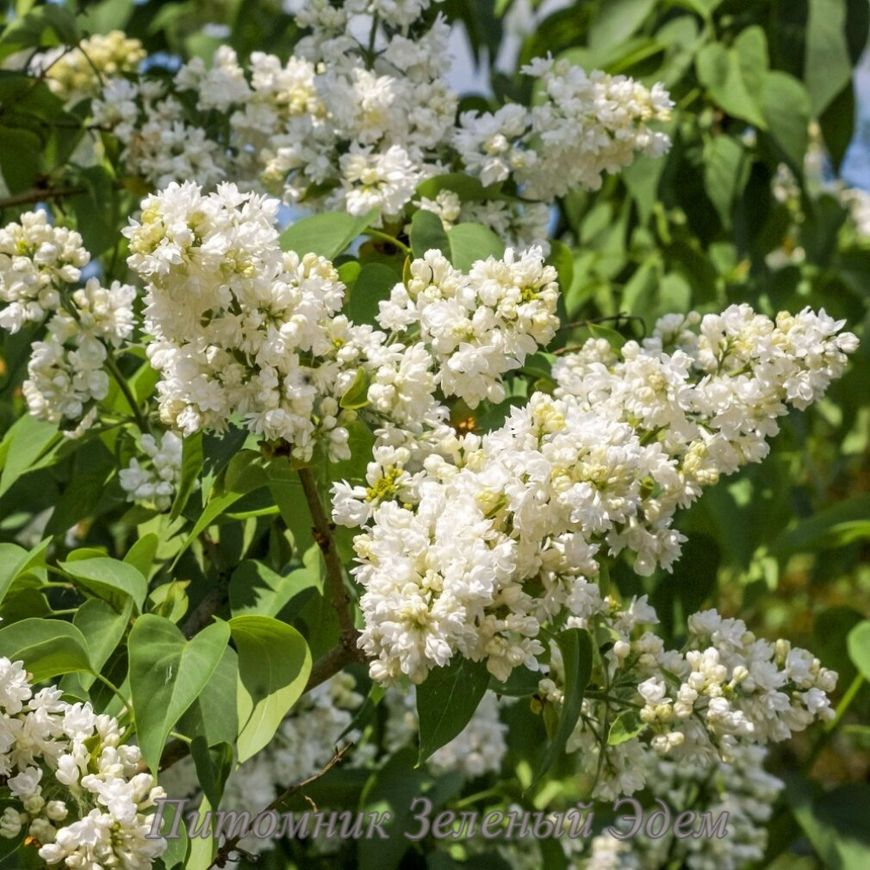 купить Сирень Mme Lemoine