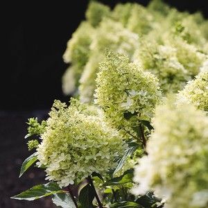 купити Гортензія волотиста Living Royal Flower