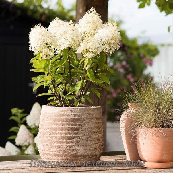 купити Гортензія волотиста Living Royal Flower