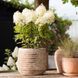 купити Гортензія волотиста Living Royal Flower