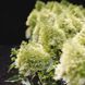 купити Гортензія волотиста Living Royal Flower