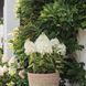 купити Гортензія волотиста Living Royal Flower