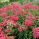 купить Флокс метельчатый Flame Coral