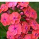 купить Флокс метельчатый Flame Coral