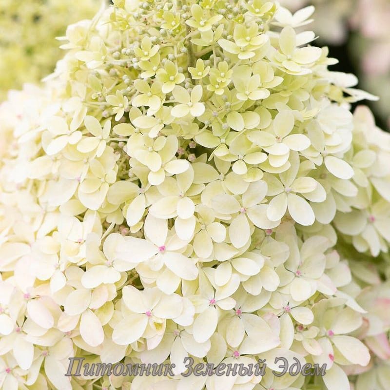 купити Гортензія волотиста Living Royal Flower