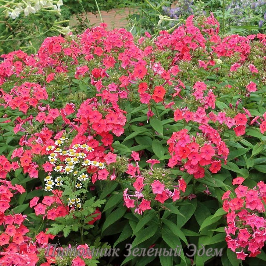 купить Флокс метельчатый Flame Coral