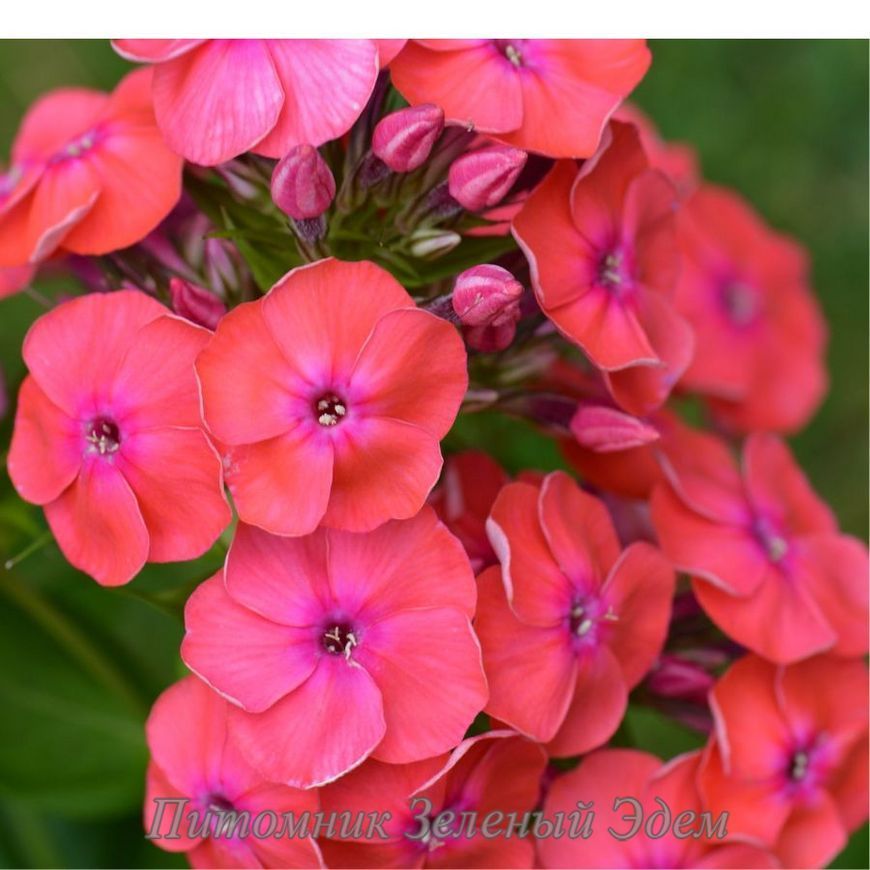 купить Флокс метельчатый Flame Coral