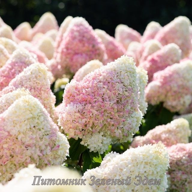 купити Гортензія волотиста Living Summer Love 3-річна