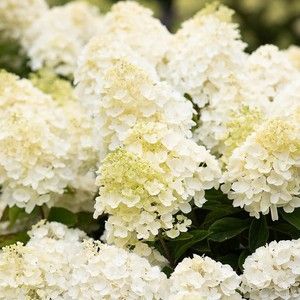 купити Гортензія волотиста Living Summer Snow