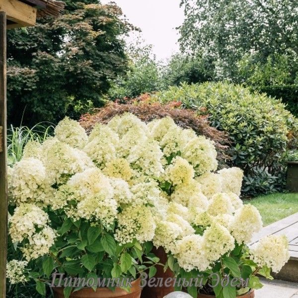 купити Гортензія волотиста Living Summer Snow