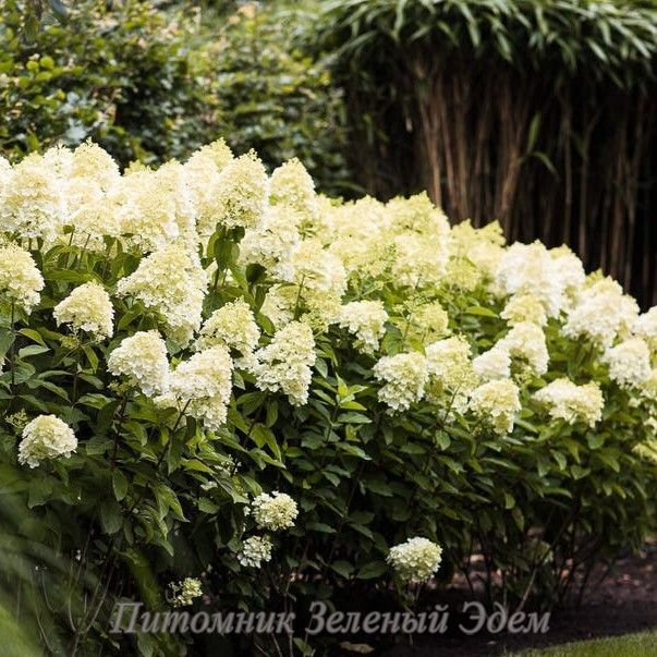 купити Гортензія волотиста Living Summer Snow