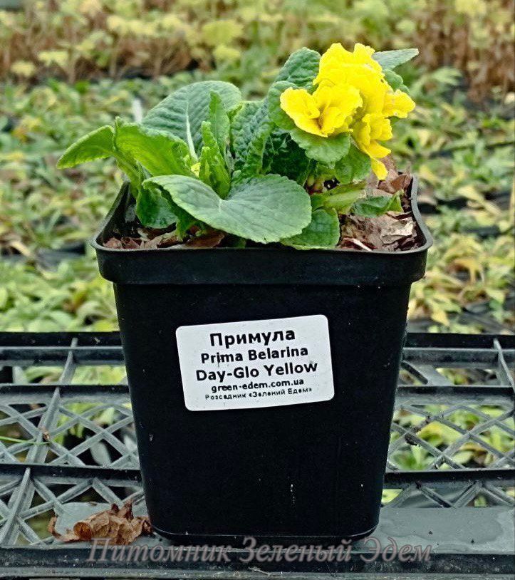 купить Примула Prima Belarina Day-Glo Yellow