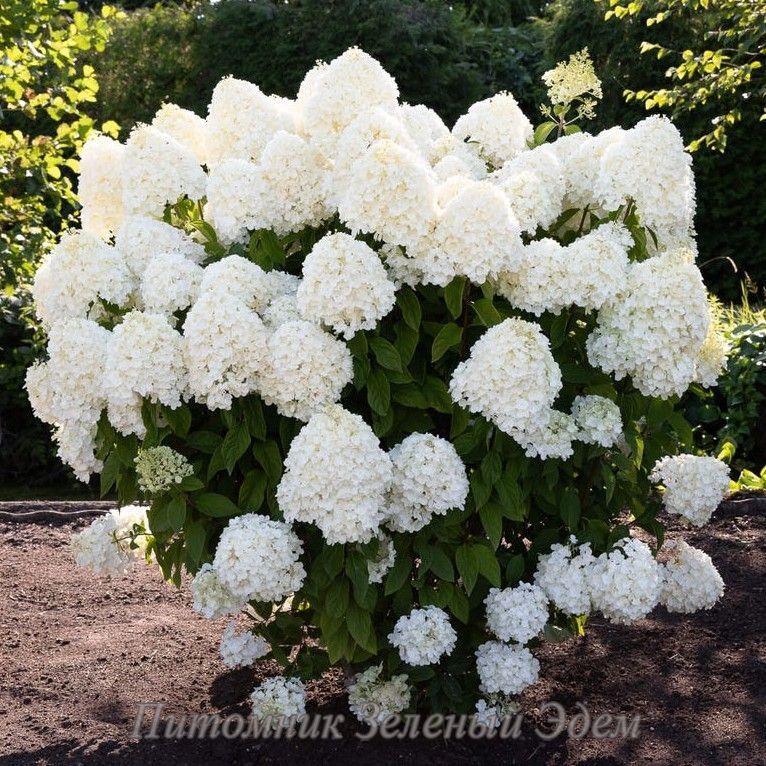 купити Гортензія волотиста Living Summer Snow