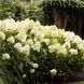 купити Гортензія волотиста Living Summer Snow