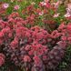 купити Седум Desert Red