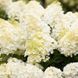 купити Гортензія волотиста Living Summer Snow