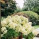 купити Гортензія волотиста Living Summer Snow