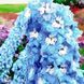 купити Дельфініум Magic Fountains Mid Blue White Bee