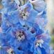 купити Дельфініум Magic Fountains Mid Blue White Bee