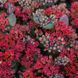 купити Седум Desert Red