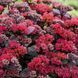 купити Седум Desert Red