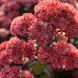 купити Седум Desert Red