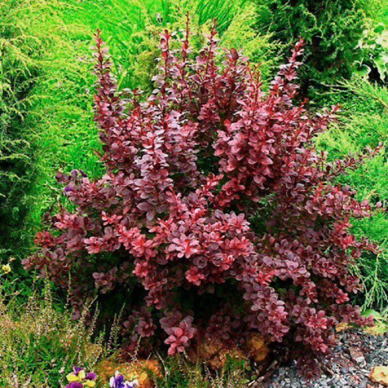 Барбарис пурпурный фото и описание кустарника