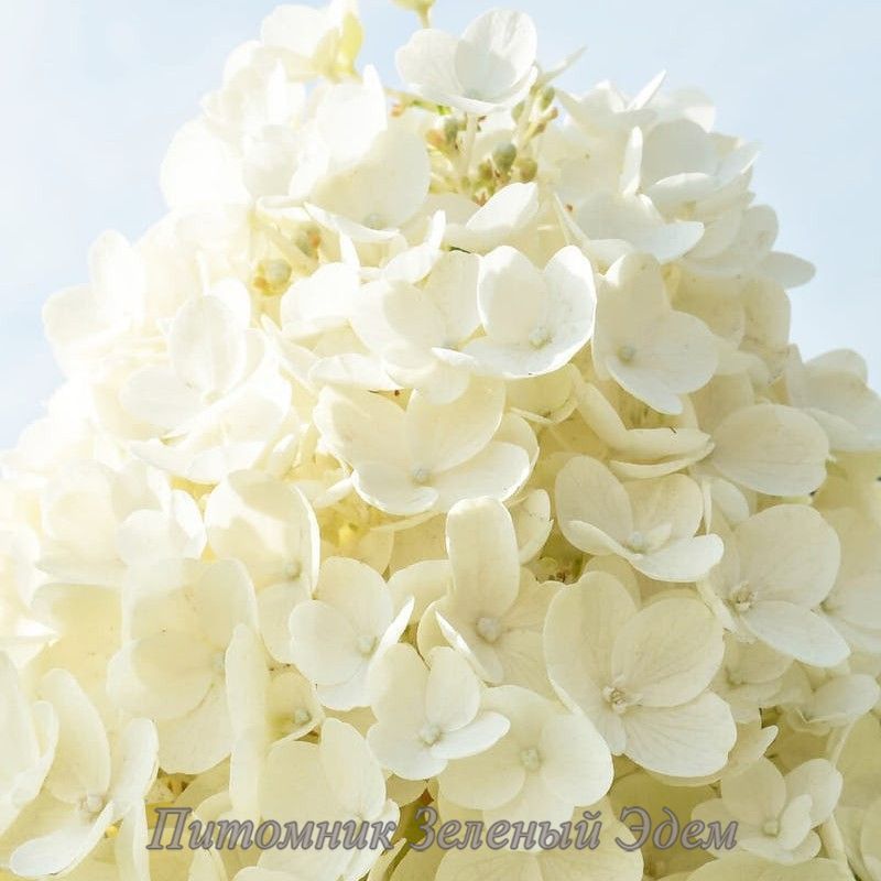 купити Гортензія волотиста Living Summer Snow